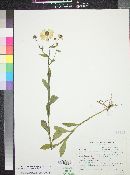 Helenium flexuosum image