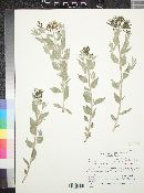 Amsonia tomentosa image