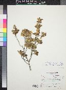 Cercocarpus montanus var. glaber image