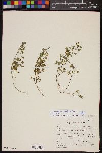 Acmispon maritimus var. brevivexillus image