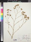 Limonium californicum image