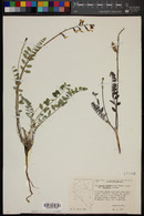 Astragalus minthorniae var. villosus image