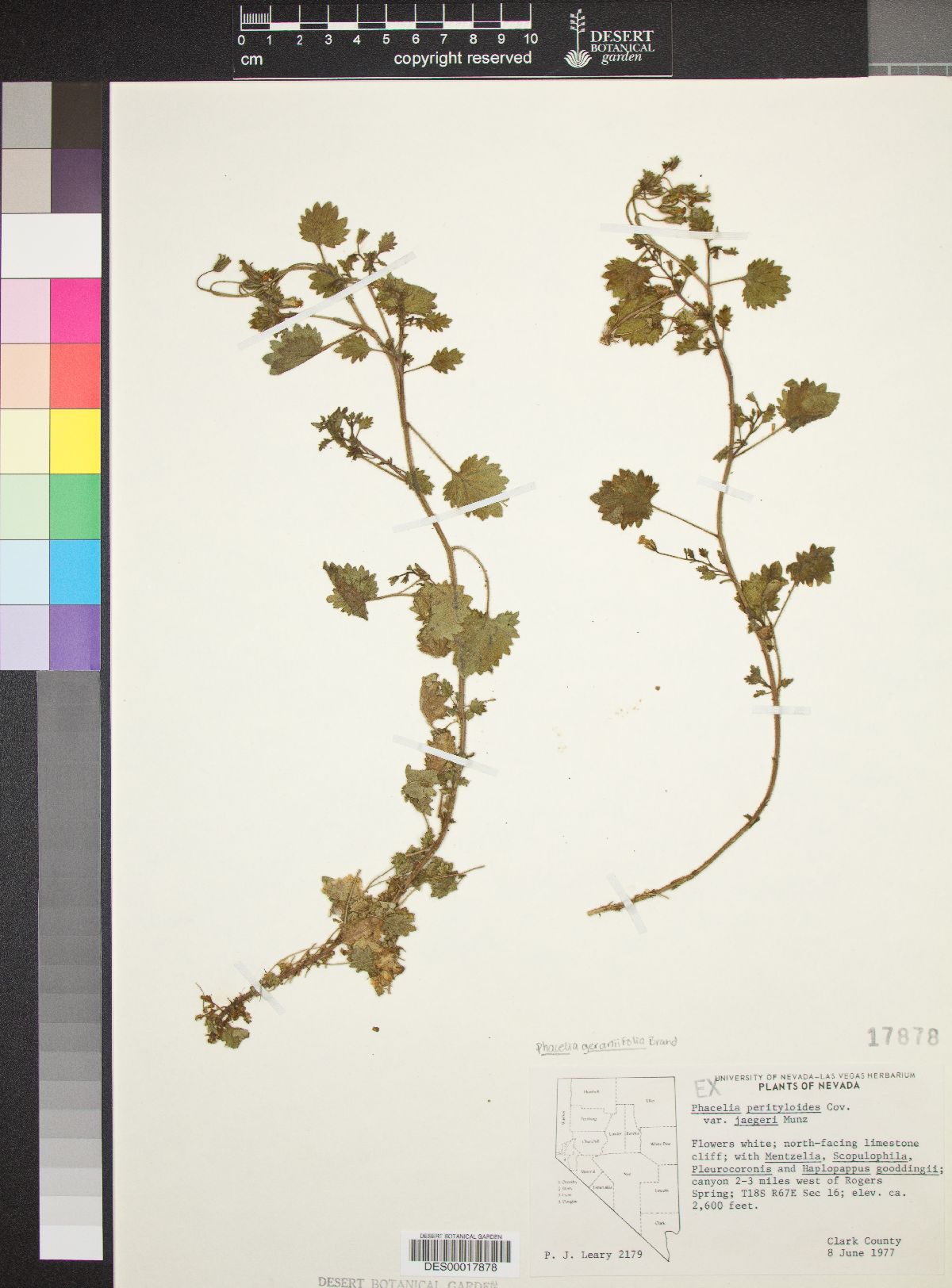 Phacelia geraniifolia image