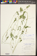 Phaseolus grayanus image