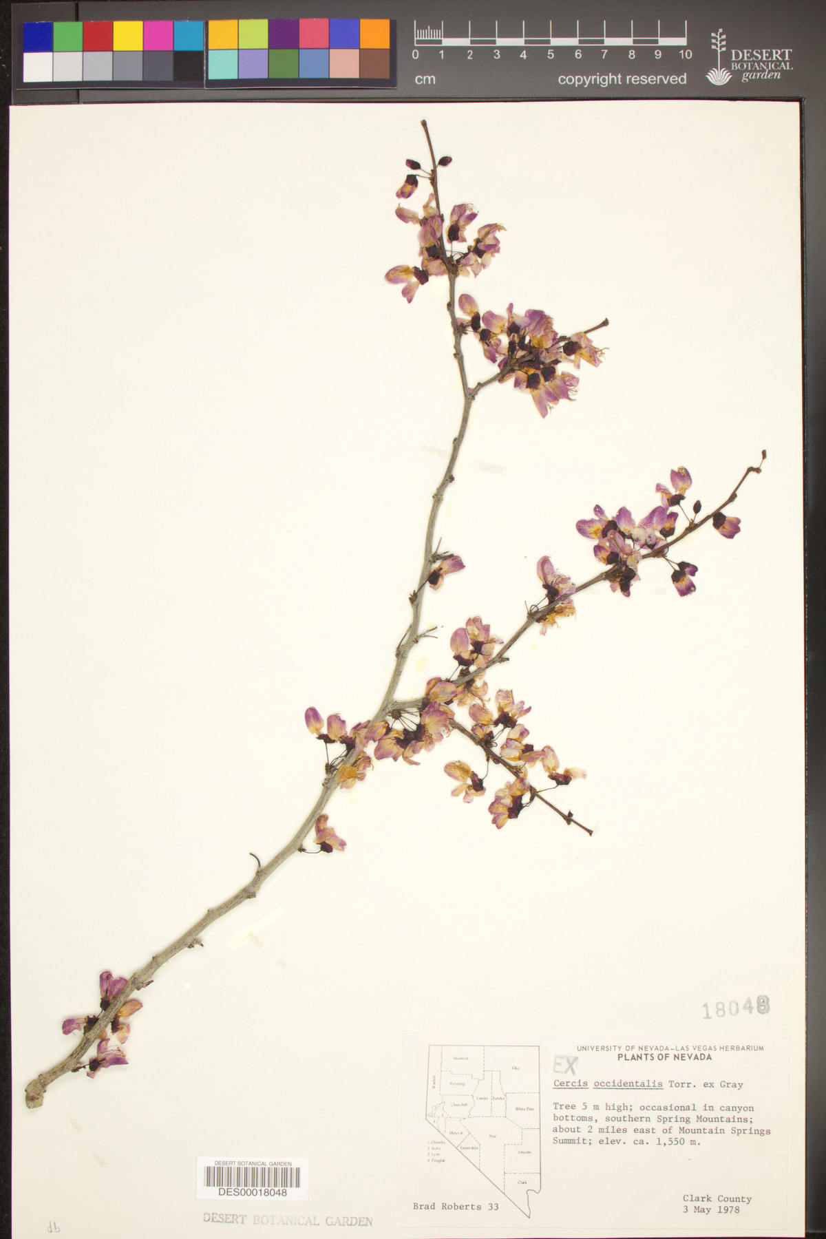 Cercis occidentalis var. texensis image