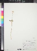 Anemone tuberosa image