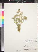 Stillingia spinulosa image