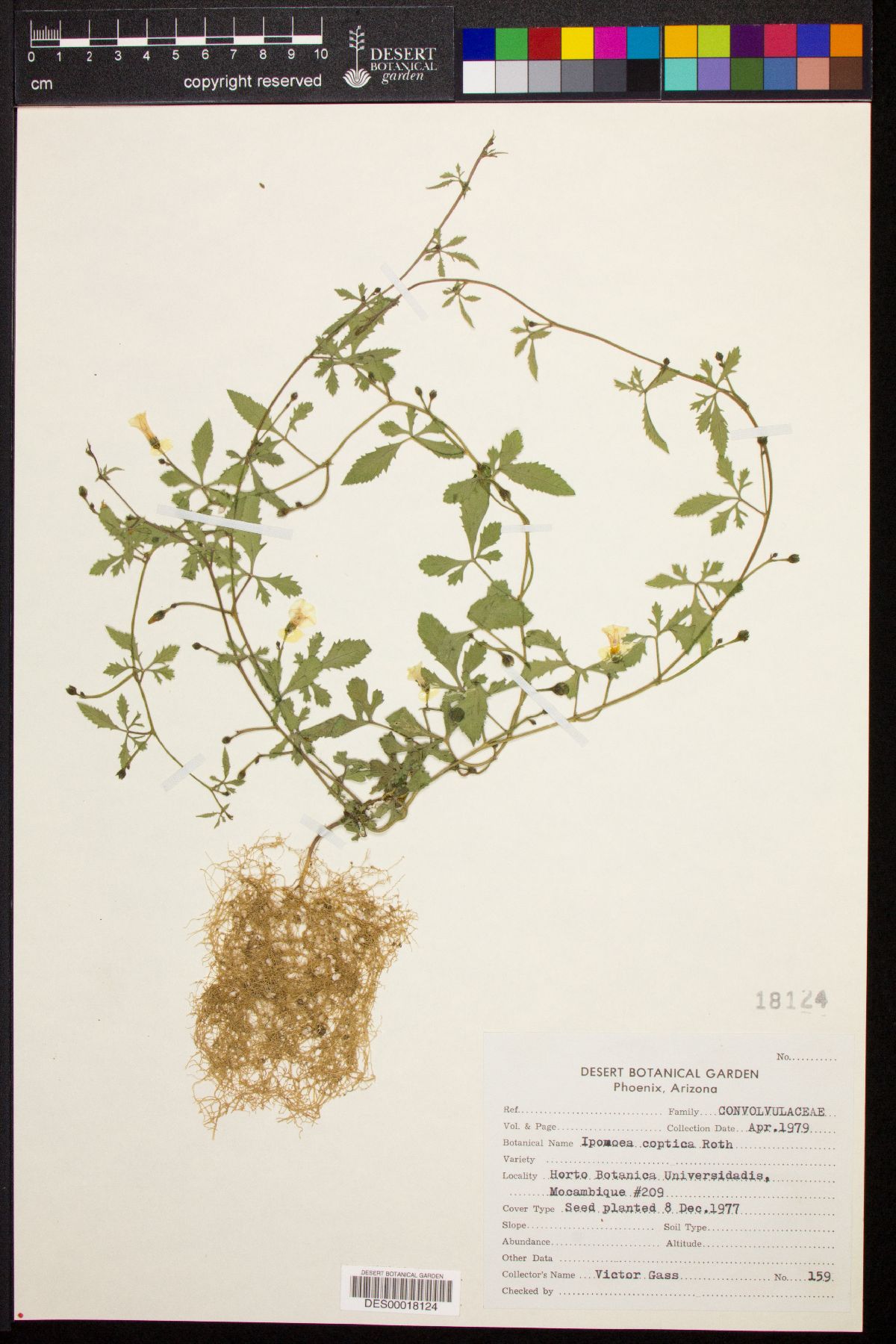 Ipomoea coptica image