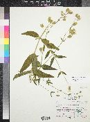 Silene vulgaris image