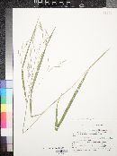 Bromus catharticus image