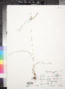 Cyperus fendlerianus image