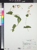 Penstemon pseudospectabilis image