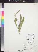 Plantago rhodosperma image