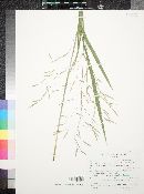 Bromus carinatus image