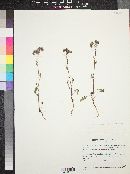 Phacelia crenulata image