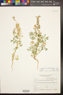 Lupinus sparsiflorus image