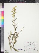 Solidago missouriensis image