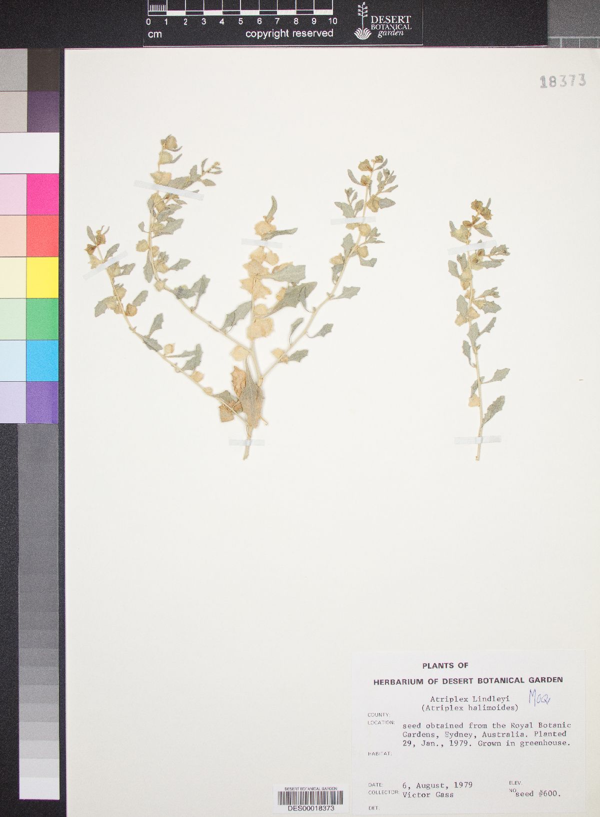 Atriplex lindleyi image