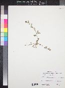 Polygonum aviculare image