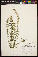 Hedeoma oblongifolia image