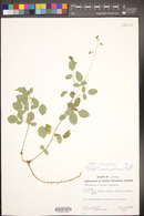 Desmodium cinerascens image