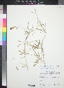 Ipomoea ternifolia var. leptotoma image