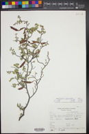 Bauhinia ramosissima image