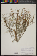 Astragalus duchesnensis image