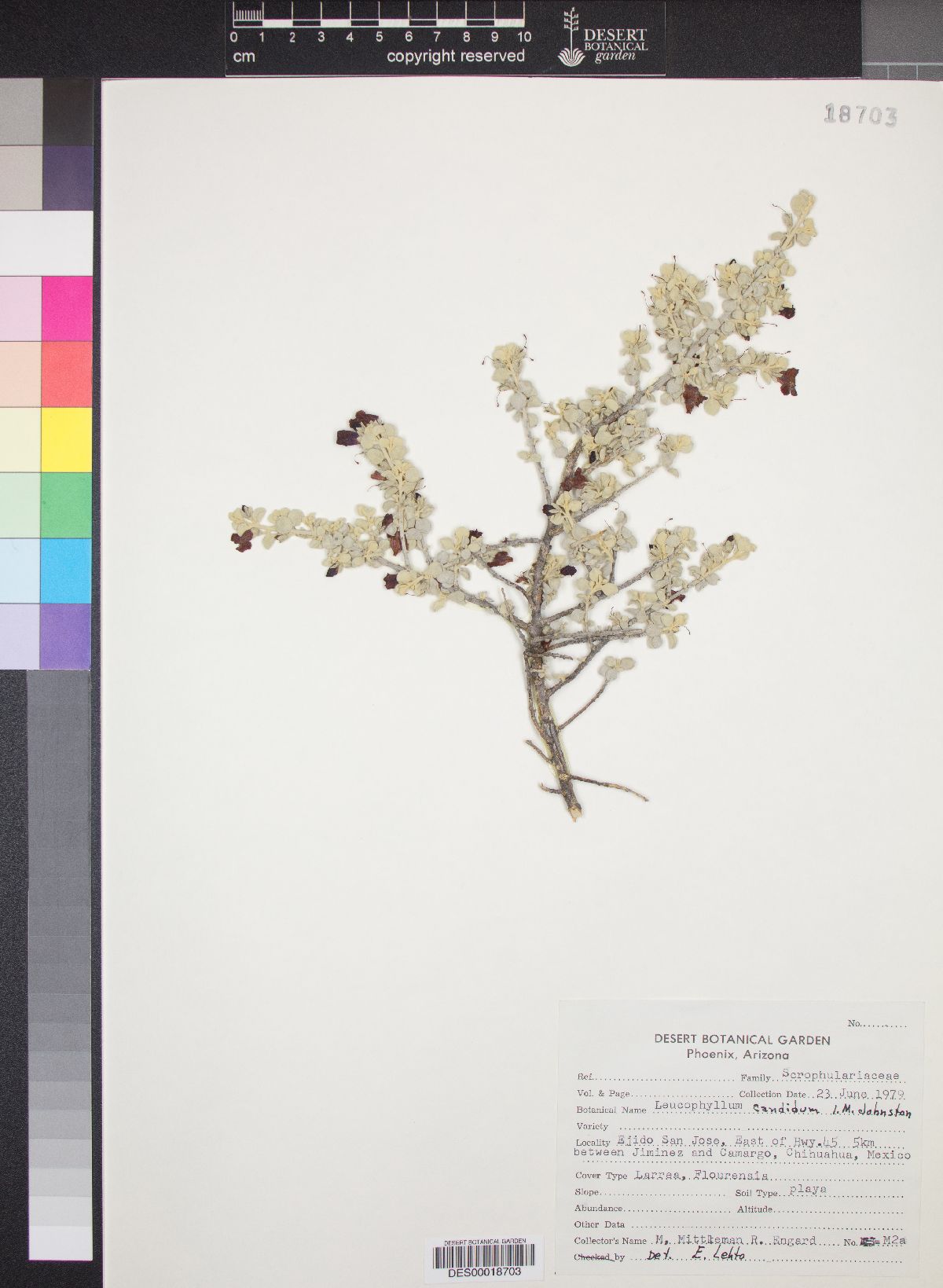 Leucophyllum candidum image