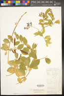 Lathyrus japonicus var. maritimus image