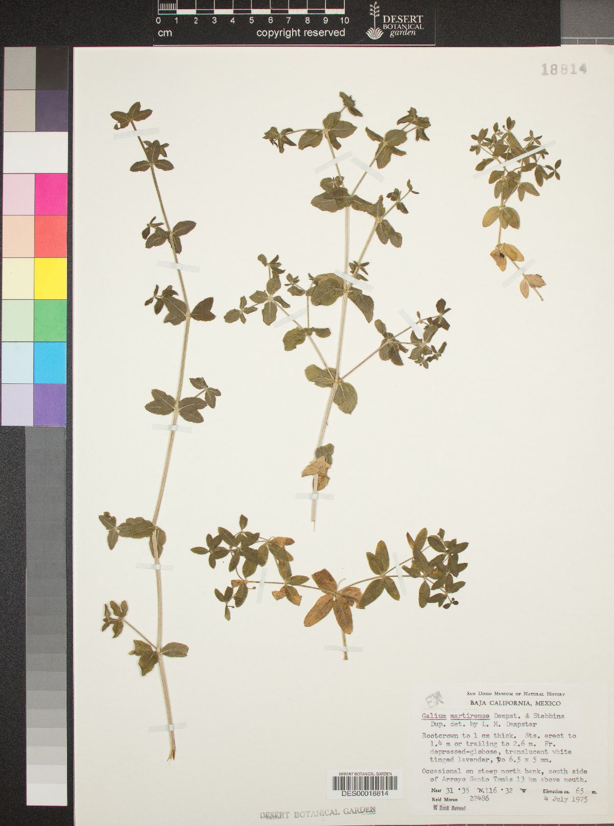 Galium martirense image