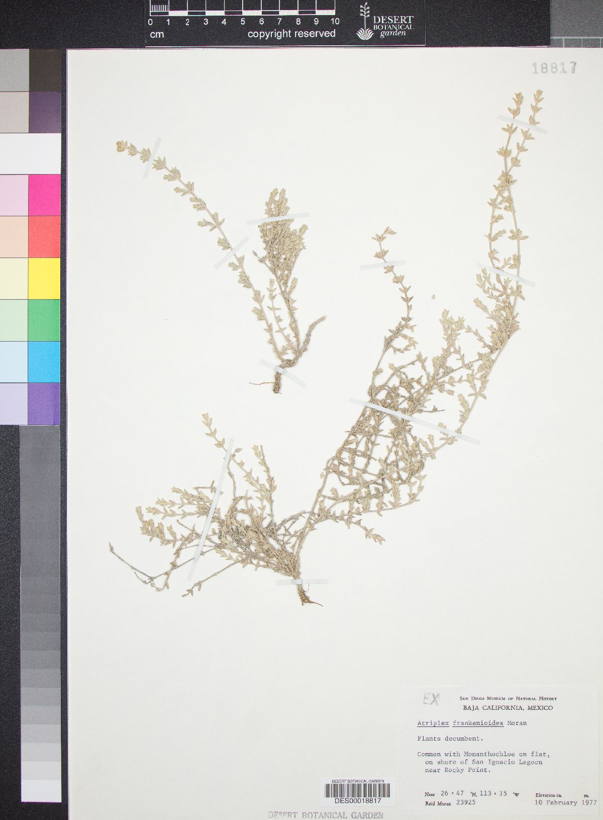 Atriplex frankenioides image