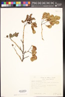 Diphysa macrophylla image