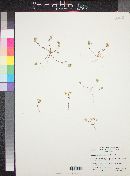 Linanthus lemmonii image