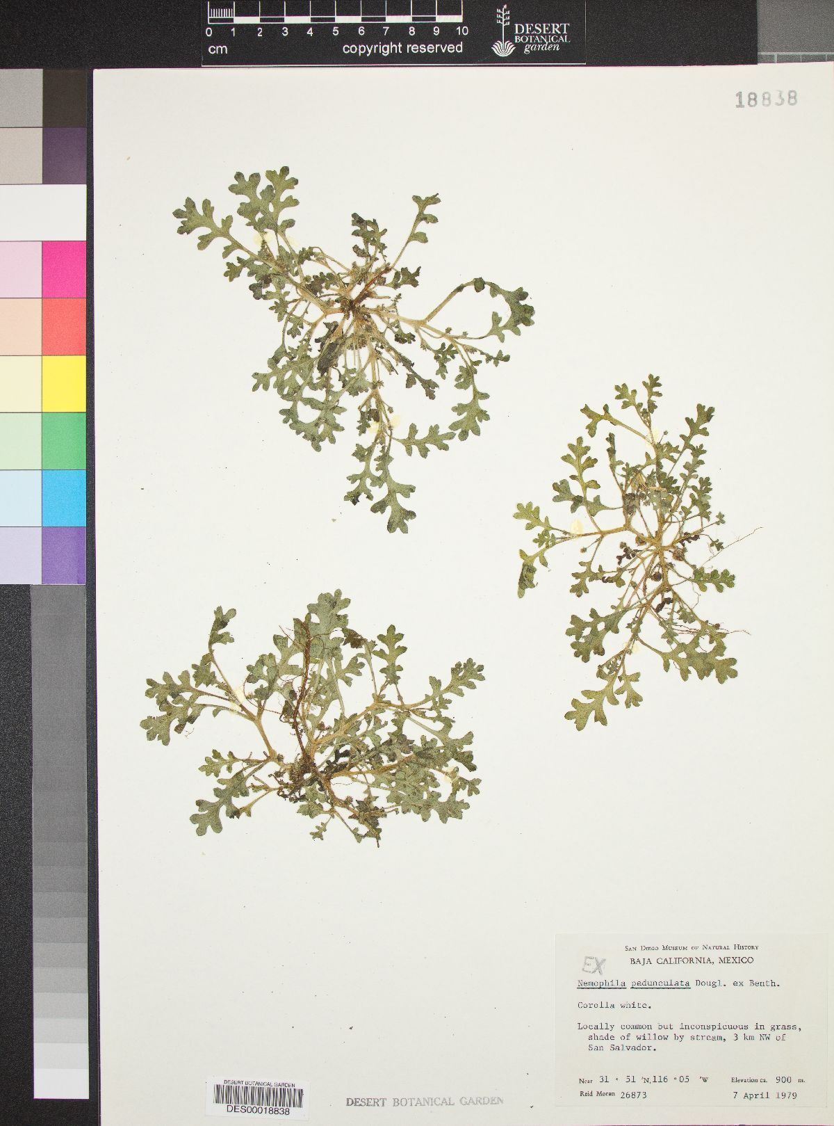 Nemophila pedunculata image