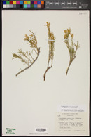 Ericameria parryi image