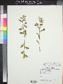 Ludwigia octovalvis subsp. octovalvis image