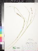 Carex pellita image