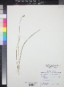 Dichelostemma capitatum image