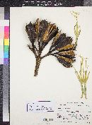 Agave americana var. oaxacensis image