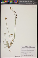 Physaria purpurea image