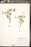 Lupinus arizonicus image