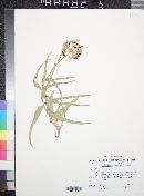 Asclepias asperula subsp. capricornu image