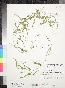 Funastrum heterophyllum image