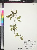 Ptelea trifoliata subsp. angustifolia image