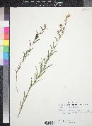 Lithospermum cobrense image