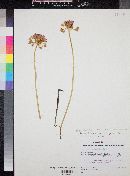 Allium bisceptrum image