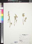 Corydalis aurea image