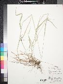 Elymus glaucus image