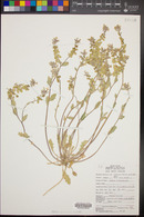 Dithyrea californica image